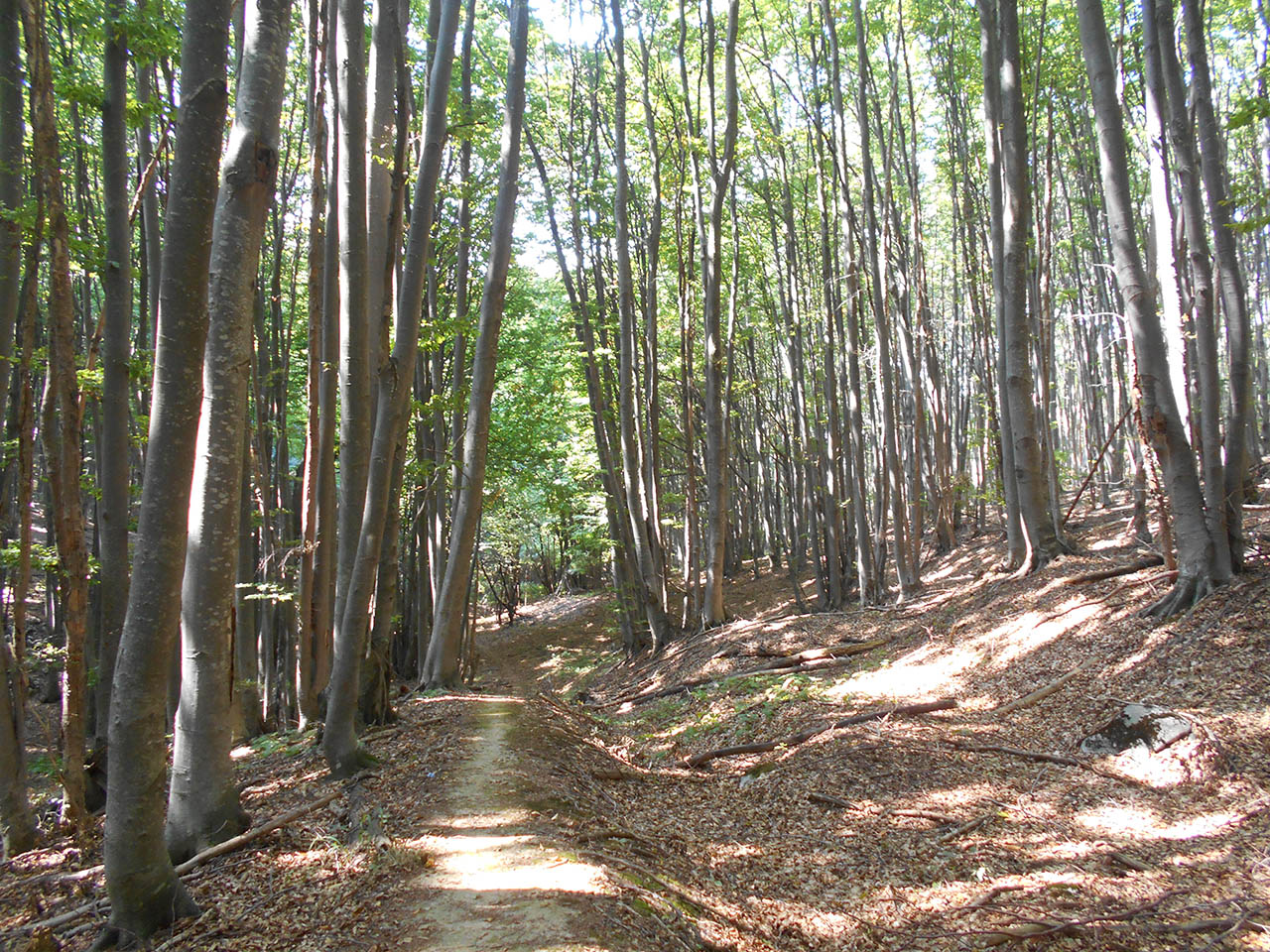 šumska staza